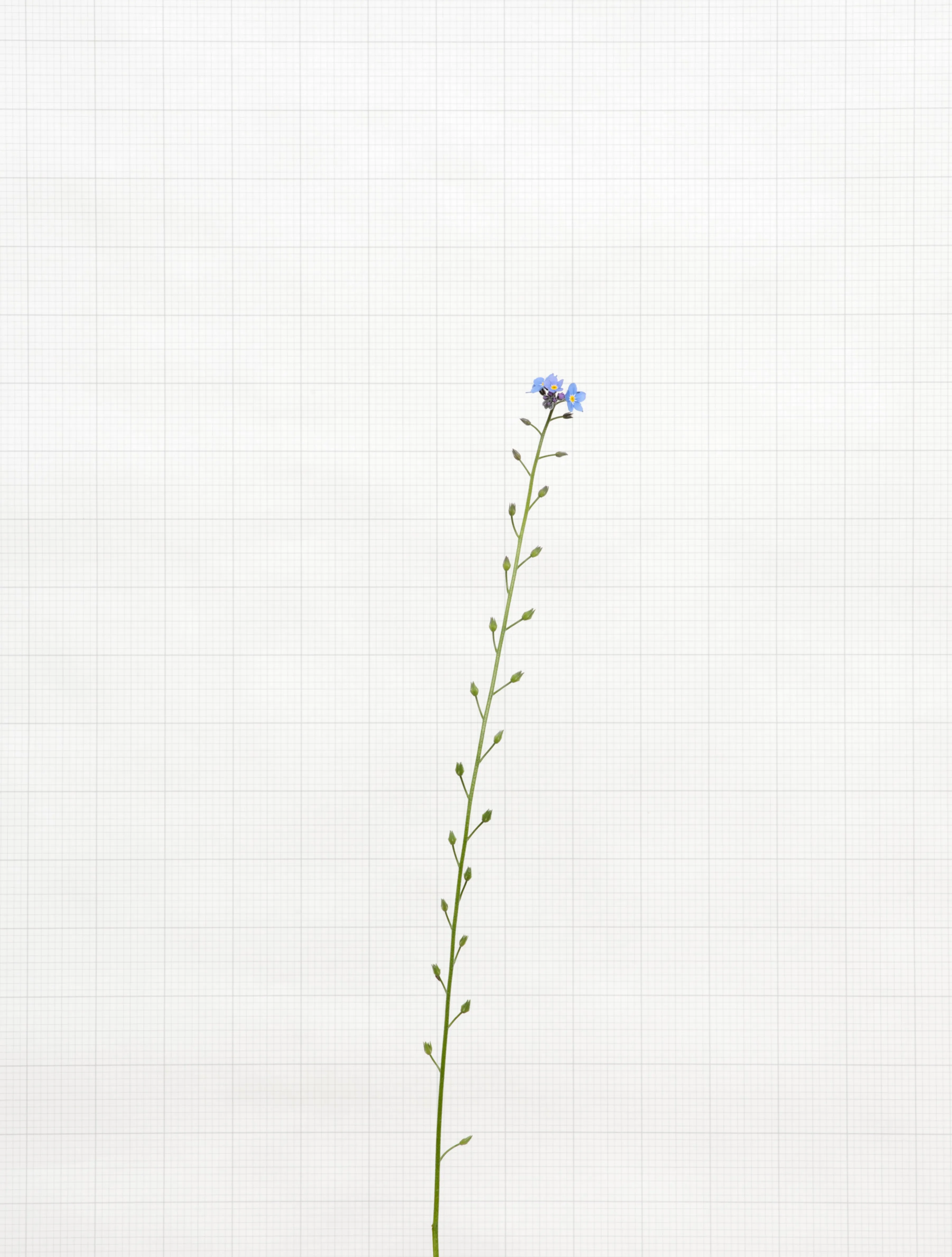 forget me not 6338