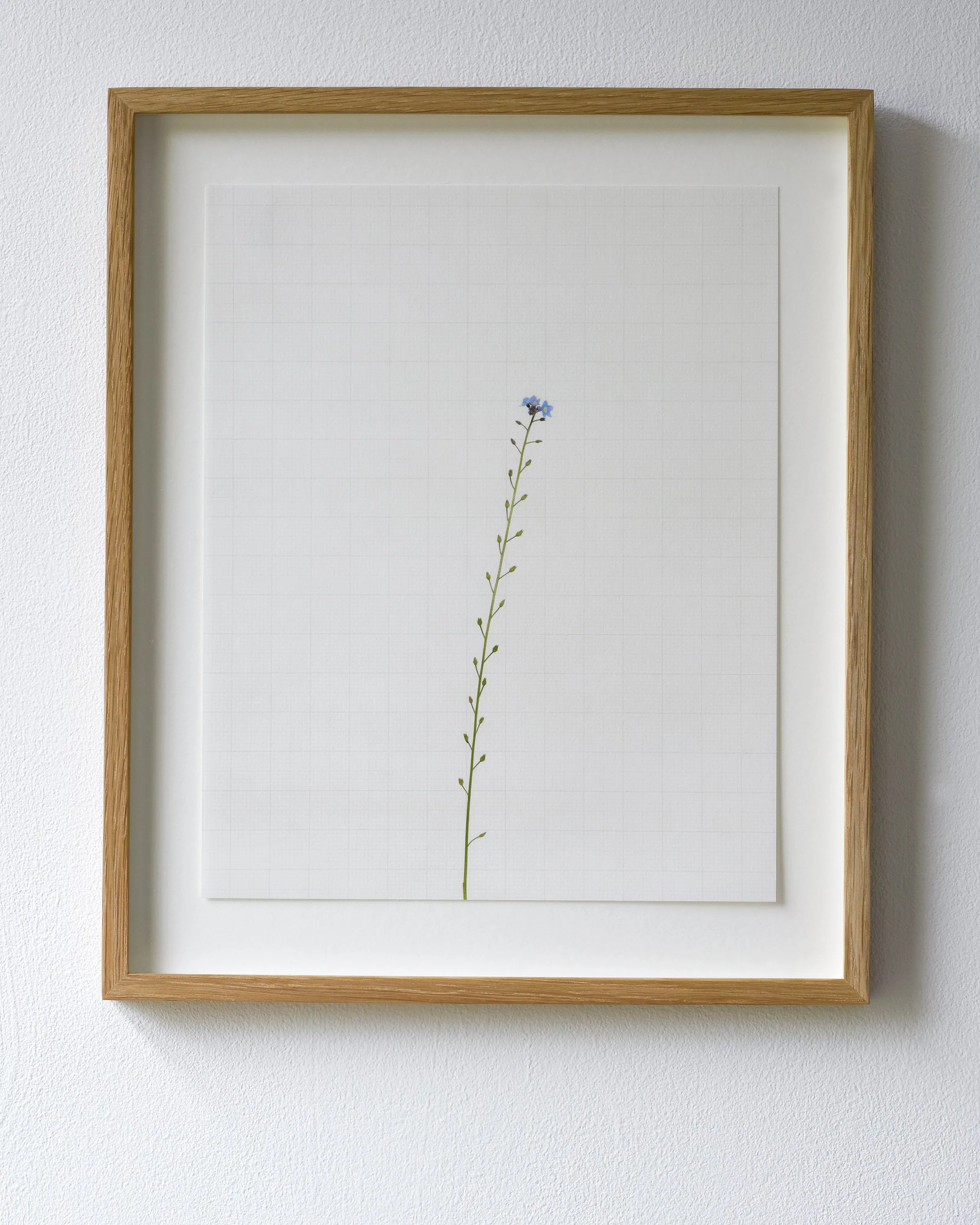 forget me not 6338